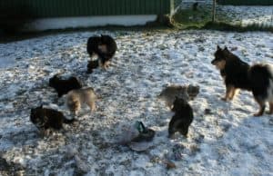 Tahti and Lumi with the puppies