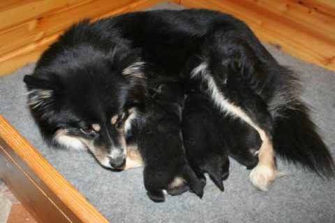 Aili with her babies