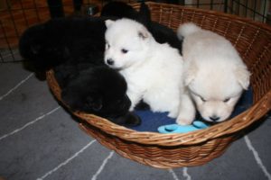 Puppybasket