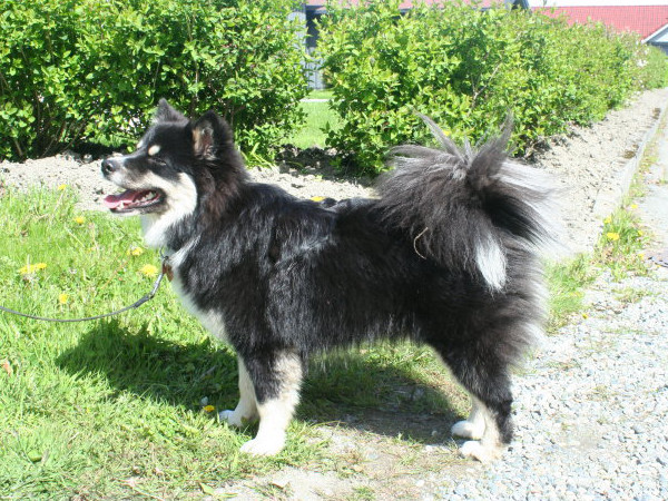 Aili - Retired