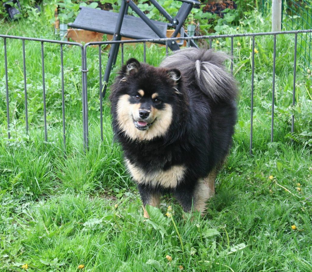 Lita - Retired