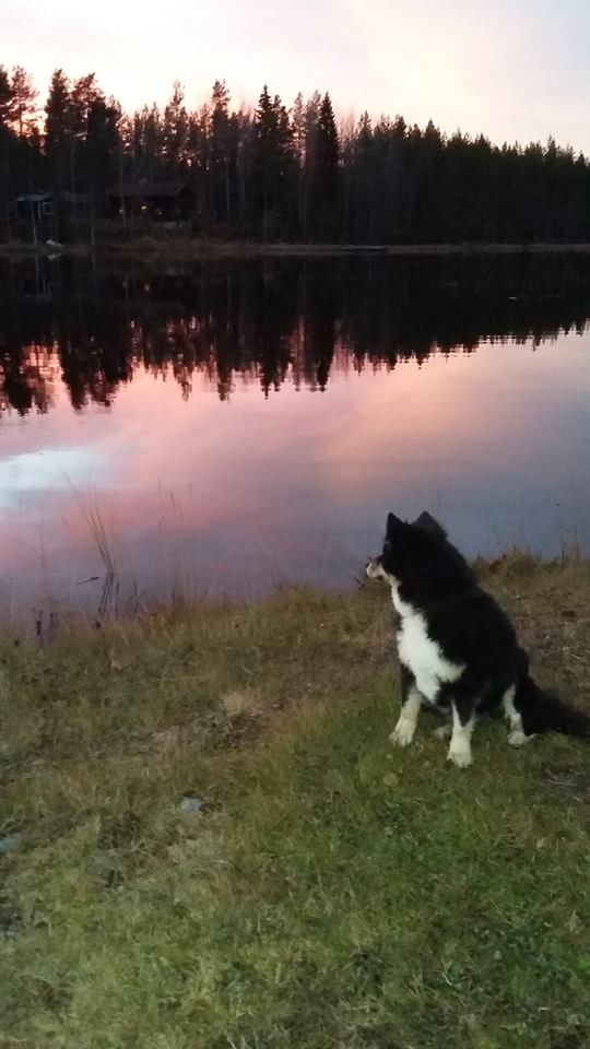 Aili - Retired