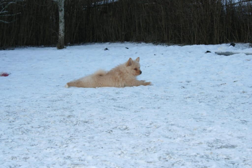 Luna - Retired