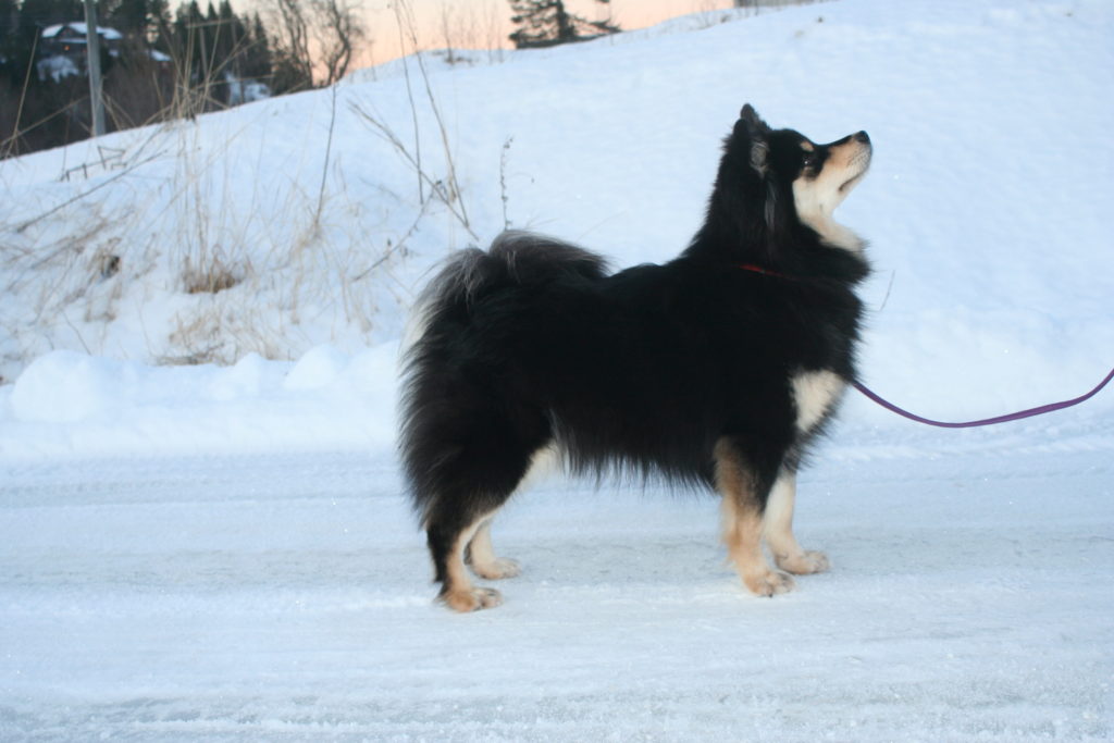 Sally - Retired