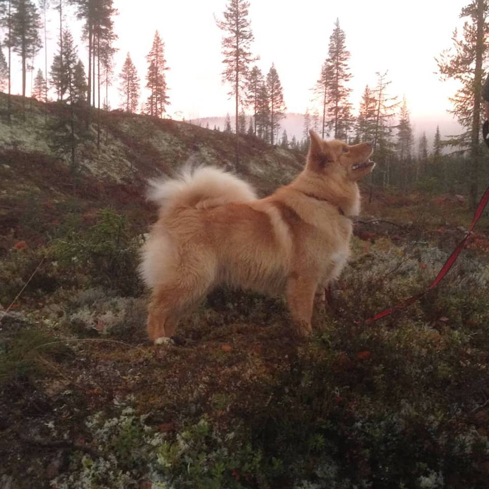 Luna - Retired