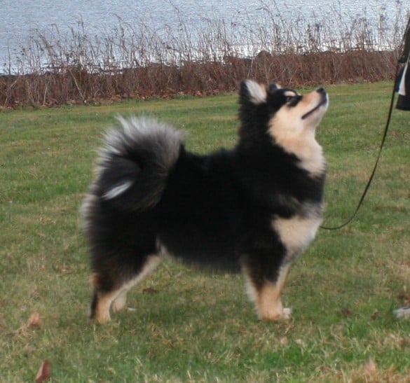Omena - Retired