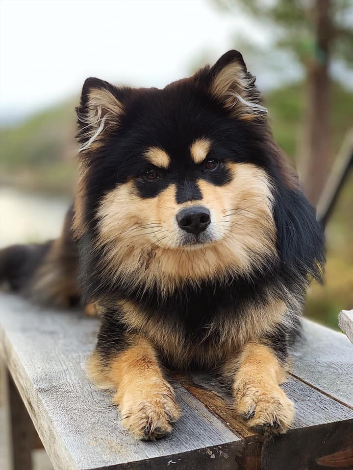 Odin