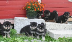 Odins puppies