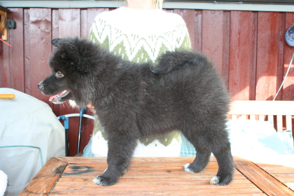 Bolt - Retired