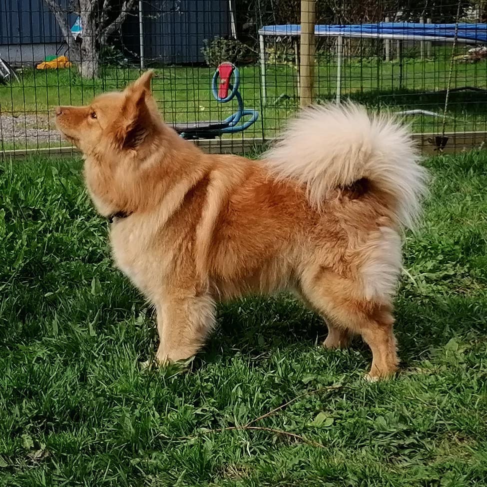 Luna - Retired