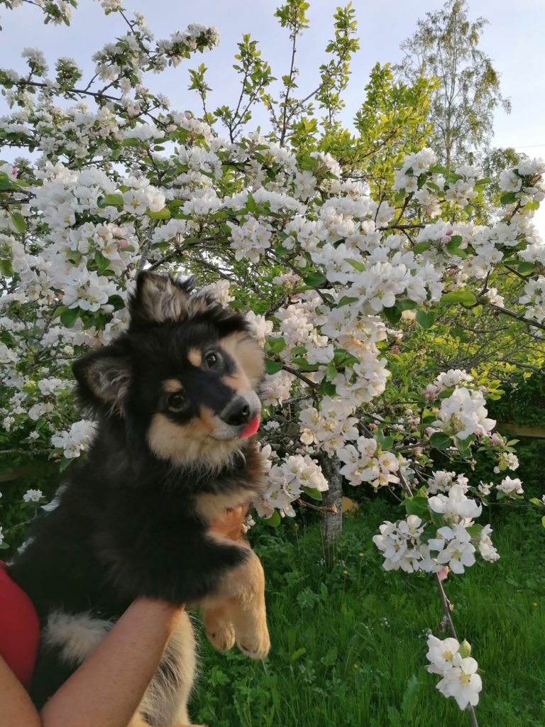 Taika - Retired