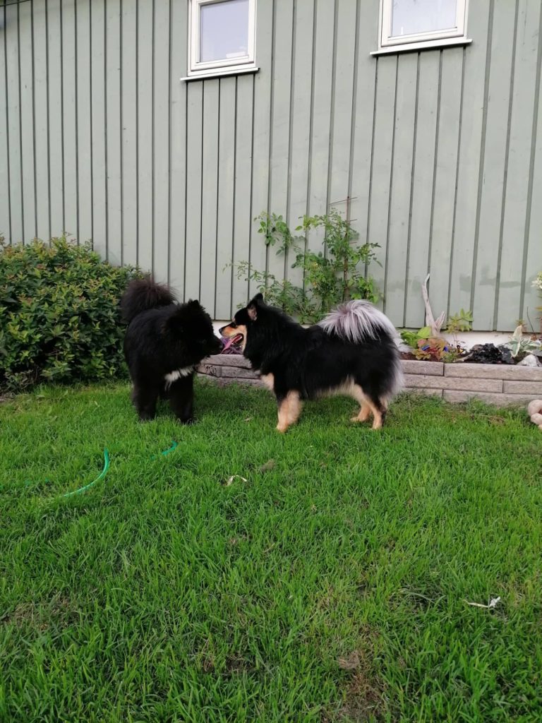 Enya